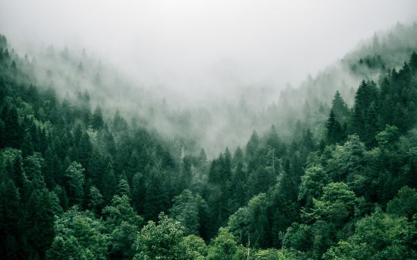 Adjara, Georgia, forest Wallpaper 2560x1600