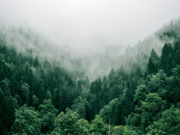 Adjara, Georgia, forest Wallpaper 800x600