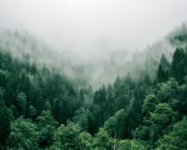 Adjara, Georgia, forest Wallpaper 1280x1024