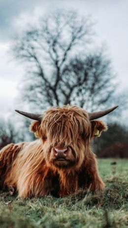 cow, horns Wallpaper 1440x2560