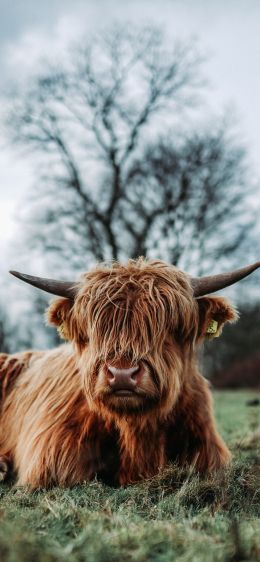 cow, horns Wallpaper 1125x2436