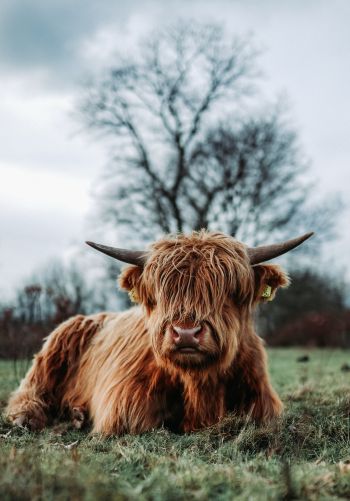 cow, horns Wallpaper 1668x2388