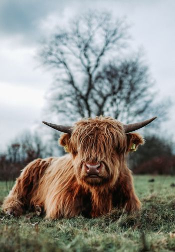 cow, horns Wallpaper 1640x2360