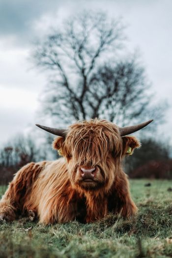 cow, horns Wallpaper 640x960