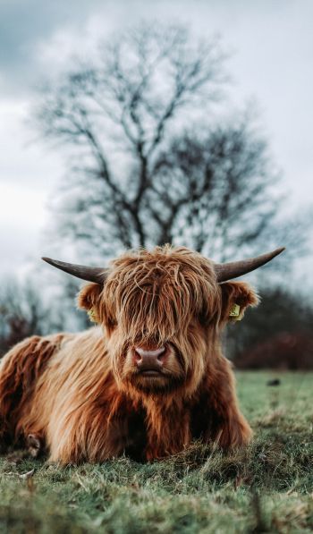 cow, horns Wallpaper 600x1024