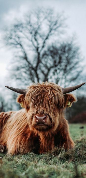 cow, horns Wallpaper 1440x2960