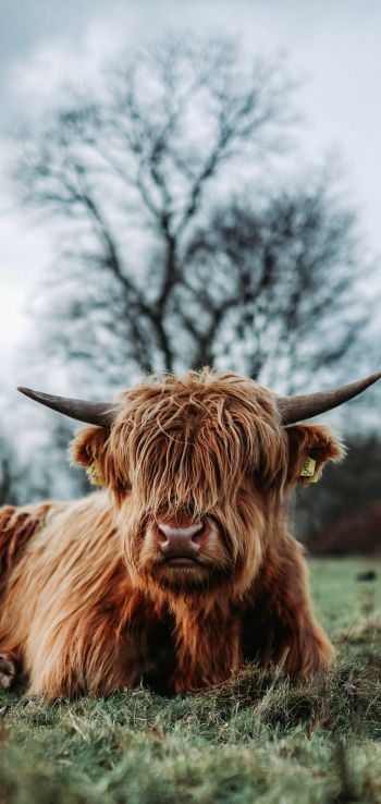 cow, horns Wallpaper 1440x3040