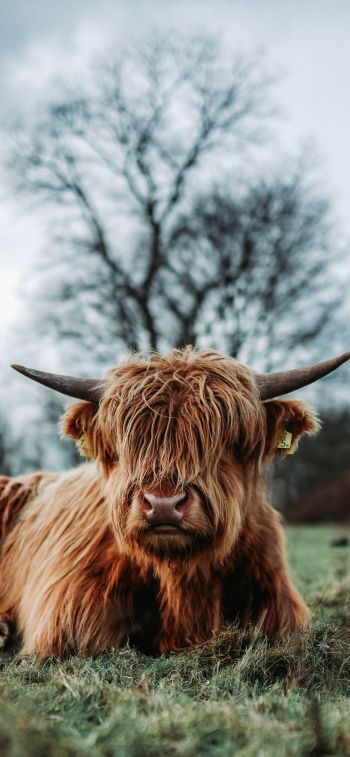 cow, horns Wallpaper 1284x2778