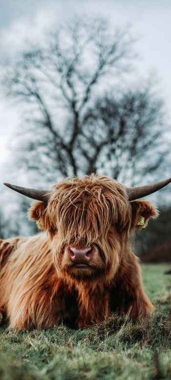 cow, horns Wallpaper 1080x2400
