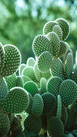 cacti, needles Wallpaper 640x1136