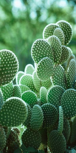 cacti, needles Wallpaper 720x1440