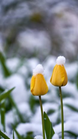 tulips, snow Wallpaper 640x1136