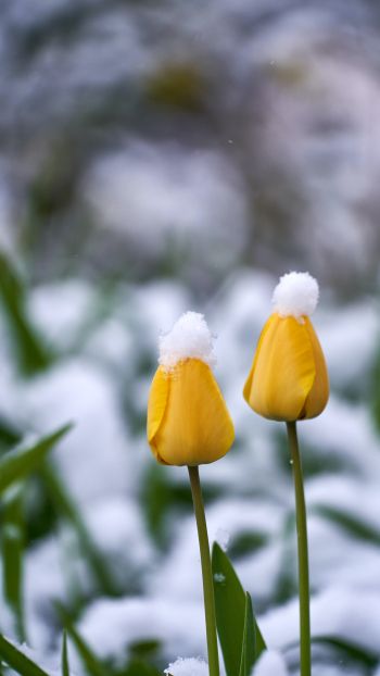Обои 1080x1920 тюльпаны, снег