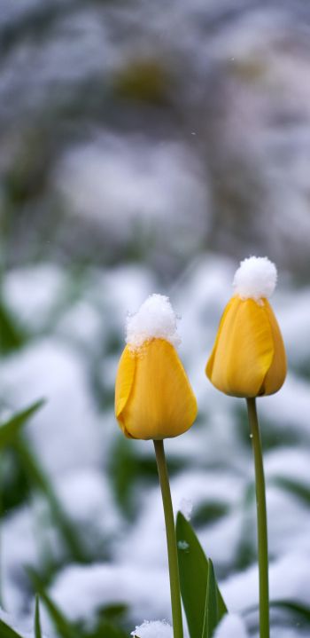 Обои 1080x2220 тюльпаны, снег