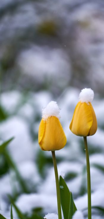 tulips, snow Wallpaper 1080x2280