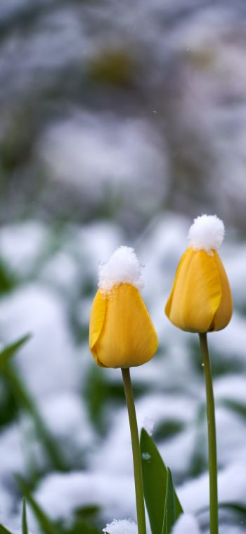 Обои 1242x2688 тюльпаны, снег