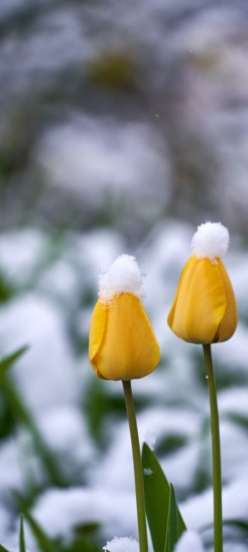 tulips, snow Wallpaper 1080x2400