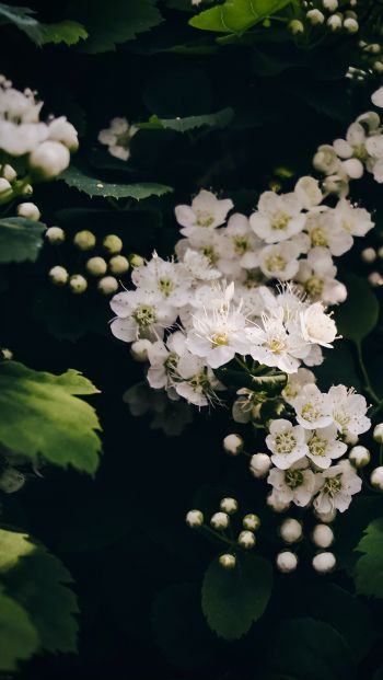shrub, bloom Wallpaper 640x1136