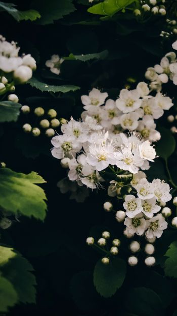 shrub, bloom Wallpaper 1080x1920