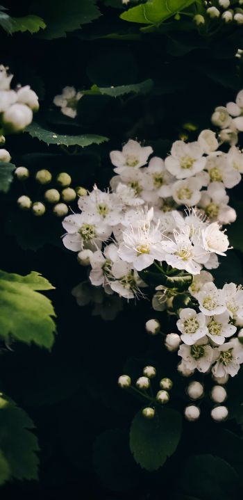 shrub, bloom Wallpaper 1080x2220