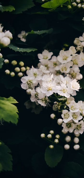 shrub, bloom Wallpaper 1080x2280