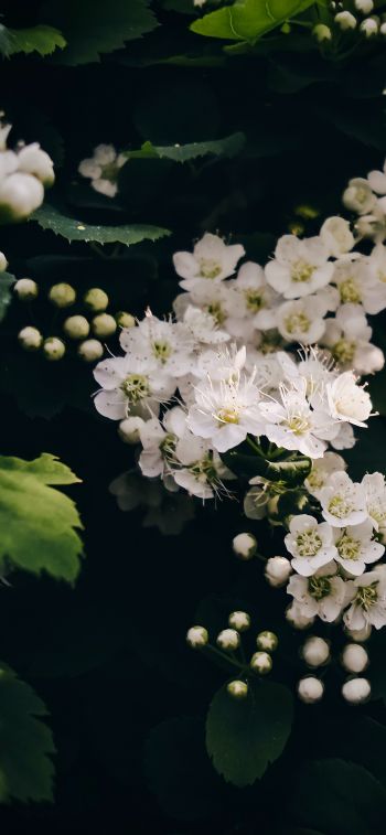 shrub, bloom Wallpaper 828x1792