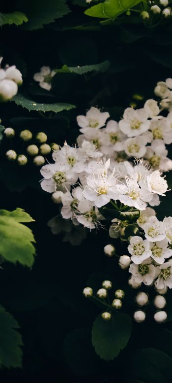 shrub, bloom Wallpaper 1080x2400