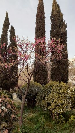 trees, flower bed, lawn Wallpaper 640x1136