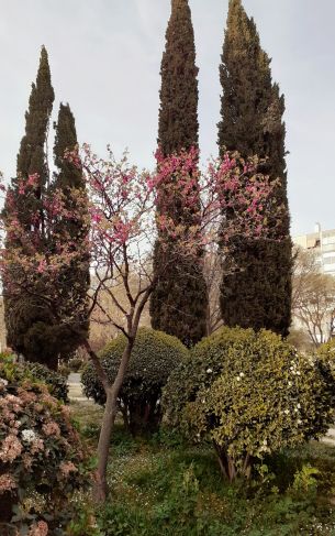 trees, flower bed, lawn Wallpaper 1752x2800