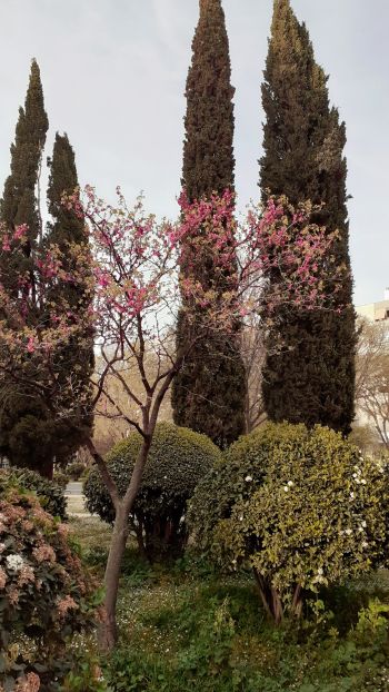 trees, flower bed, lawn Wallpaper 1080x1920