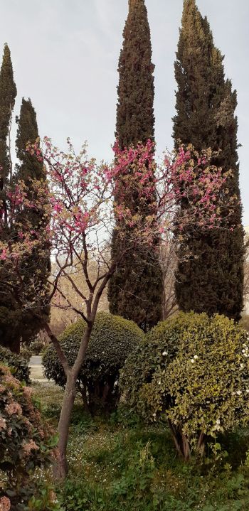 trees, flower bed, lawn Wallpaper 1080x2220