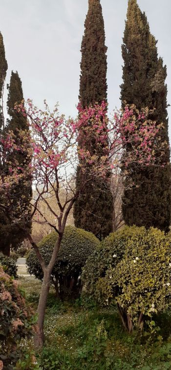 trees, flower bed, lawn Wallpaper 1125x2436