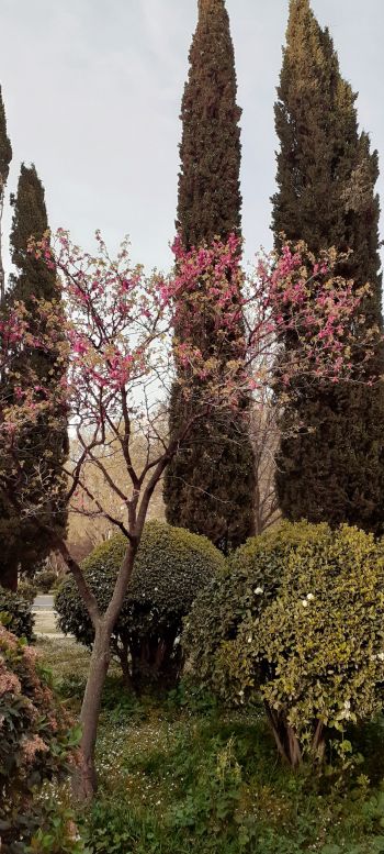trees, flower bed, lawn Wallpaper 720x1600