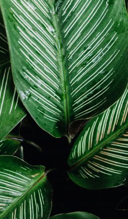 plant, flora Wallpaper 600x1024