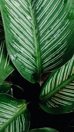 plant, flora Wallpaper 640x1136