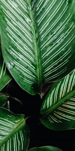 plant, flora Wallpaper 720x1440