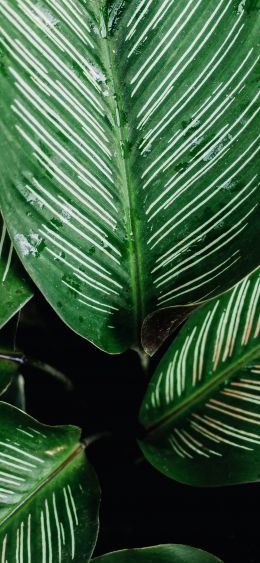 plant, flora Wallpaper 1080x2340