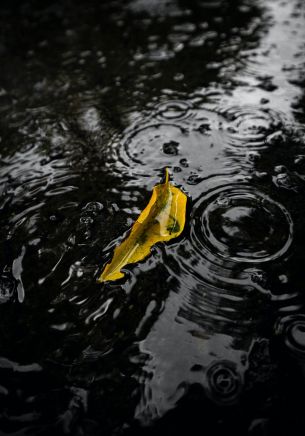 rain, puddle Wallpaper 1668x2388