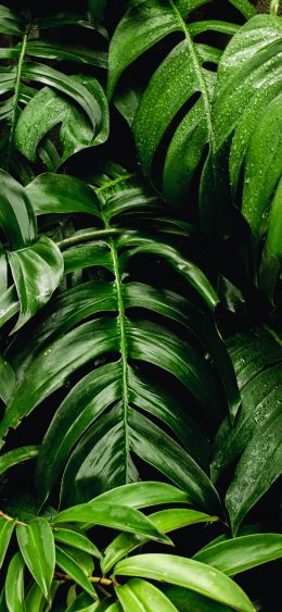 plant, flora Wallpaper 1080x2340