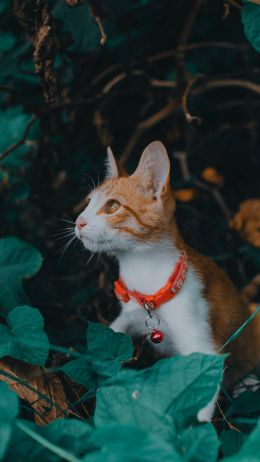 red cat, pet Wallpaper 1440x2560
