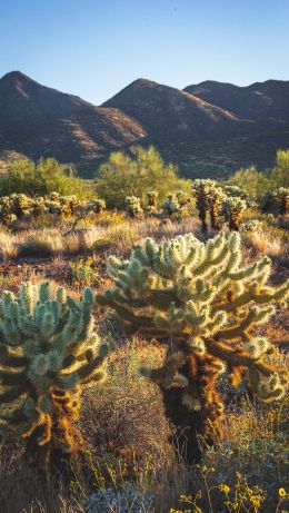 Scottsdale, Arizona, USA Wallpaper 640x1136