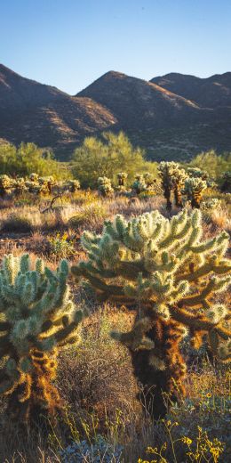 Scottsdale, Arizona, USA Wallpaper 720x1440