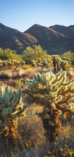 Scottsdale, Arizona, USA Wallpaper 1080x2280