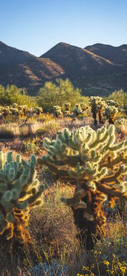 Scottsdale, Arizona, USA Wallpaper 1080x2340