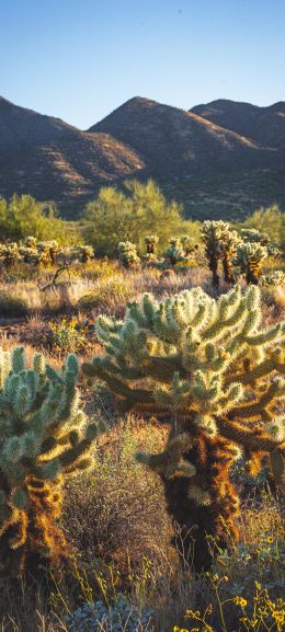 Scottsdale, Arizona, USA Wallpaper 1440x3200