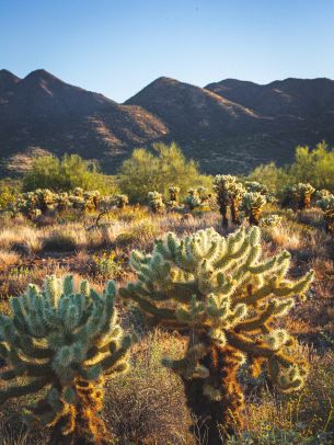 Scottsdale, Arizona, USA Wallpaper 1668x2224