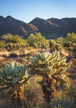 Scottsdale, Arizona, USA Wallpaper 1668x2388