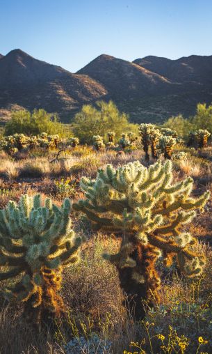 Scottsdale, Arizona, USA Wallpaper 1200x2000