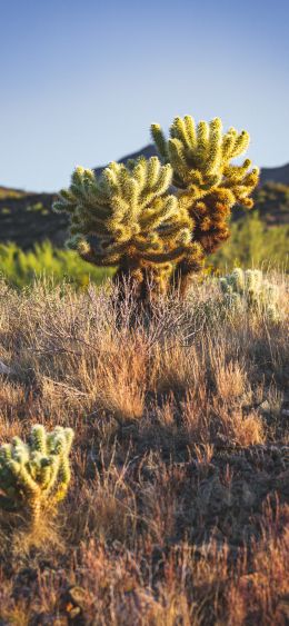 Scottsdale, Arizona, USA Wallpaper 1080x2340