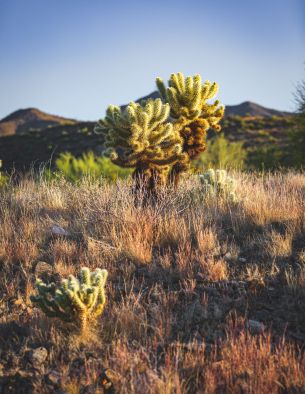 Scottsdale, Arizona, USA Wallpaper 3840x4969